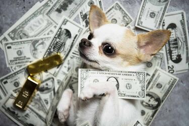 Pet influencers: Τα κατοικίδια που κερδίζουν χιλιάδες δολάρια στο Instagram