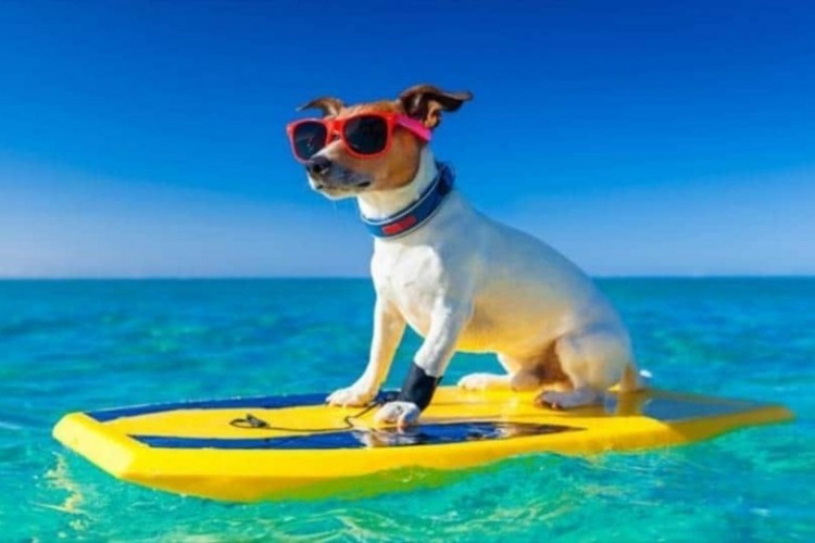 Σκύλος και Παραλία: Προετοιμάσου σωστά!