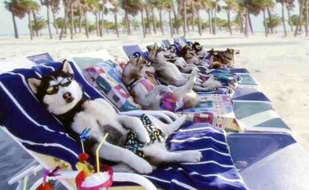 Σκύλος και Παραλία: Προετοιμάσου σωστά!